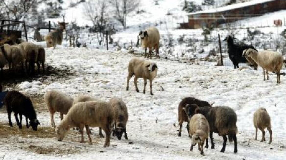 Βοιωτία: Σώθηκε ο βοσκός, χάθηκαν τα ζώα του