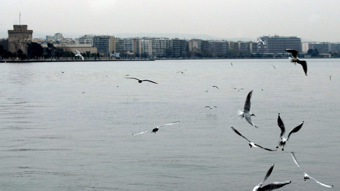 Προανάκριση για νεκρά ψάρια στο Θερμαϊκό Κόλπο