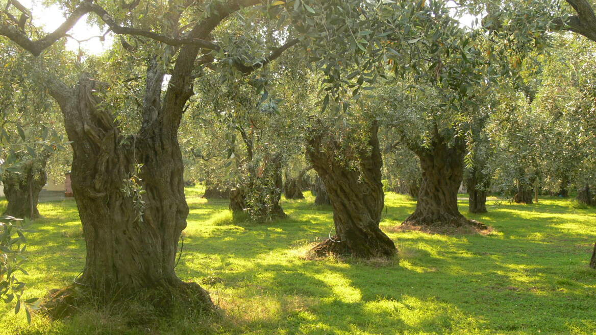 Άρπαζε ελιές και εργαλεία από κτήματα στην Ιεράπετρα