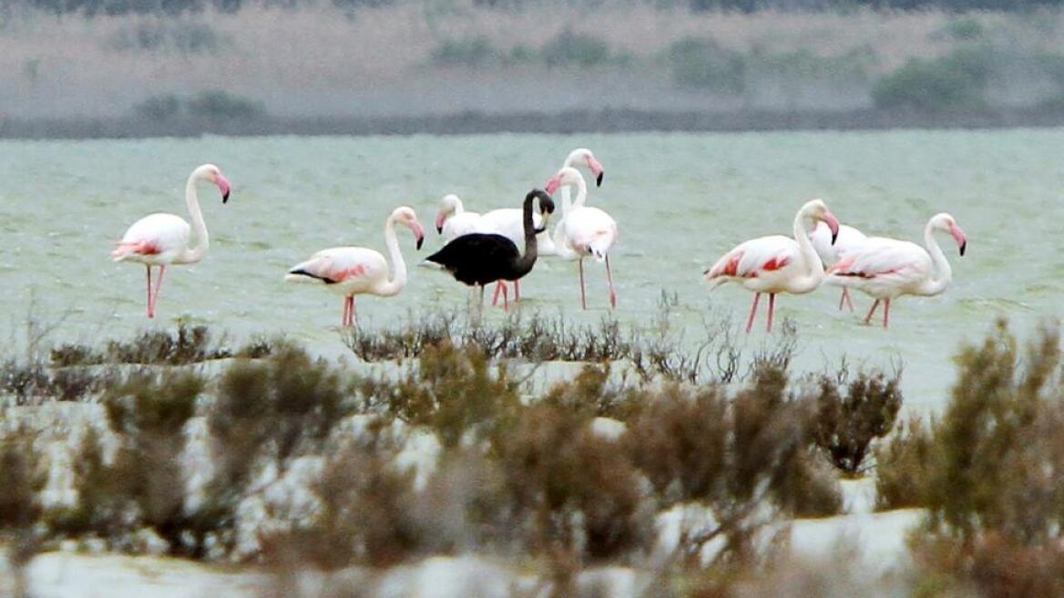 Το μαύρο φλαμίνγκο της Κύπρου μπορεί να είναι το μοναδικό παγκοσμίως! 