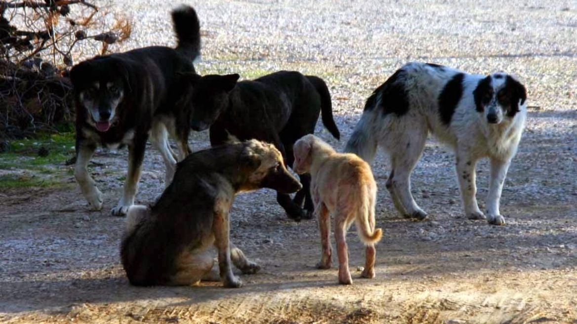 Χτυπούσε αδέσποτα με ρόπαλο που έφερε καρφιά!