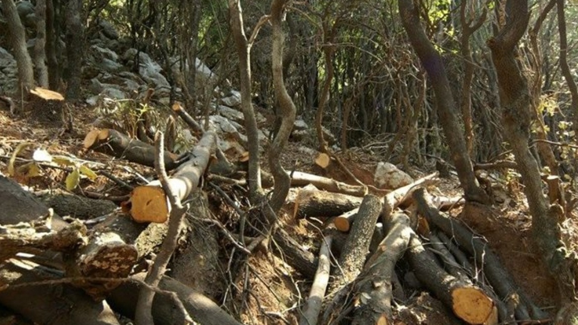 Τσάκωσαν λαθροϋλoτόμο σε δάσος της Ξάνθης