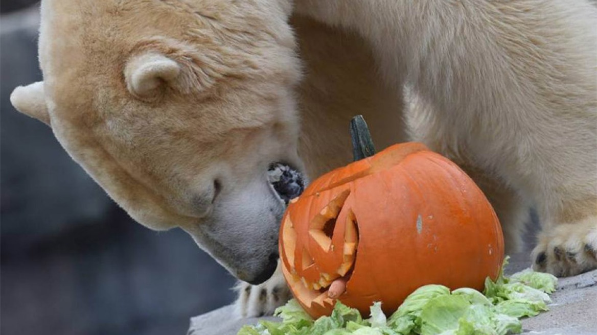 Δείτε πως «γιορτάζει» μία πολική αρκούδα το... Halloween! (pics)