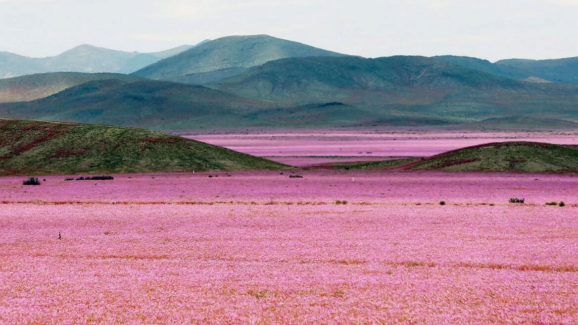 See what El Nino has done to the Atacama desert (stunning pics + vid)