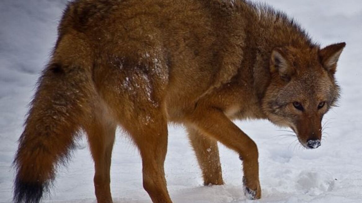 Γνωρίστε τον Coywolf: Το νέο υβρίδιο λύκου, κογιότ και σκύλου που βρέθηκε στη Βόρεια Αμερική