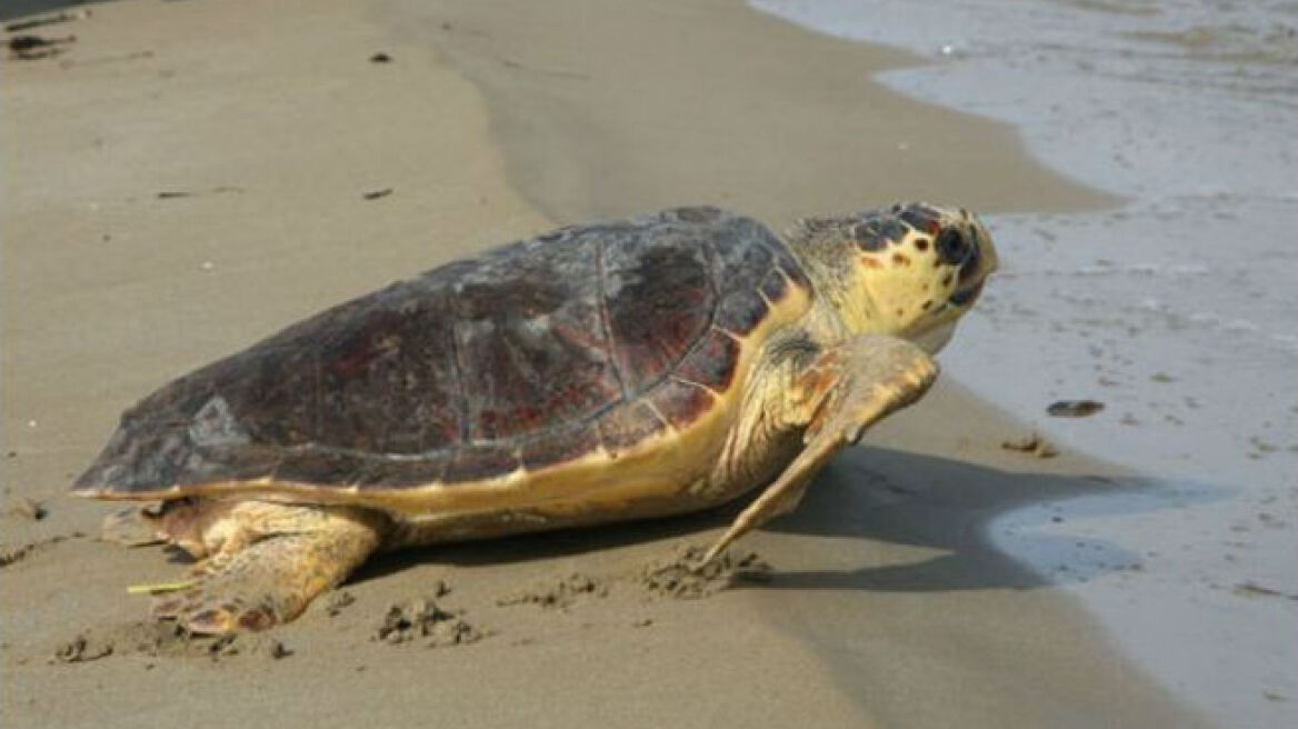 Επιστροφή στο νερό για δυο χελώνες Caretta Caretta