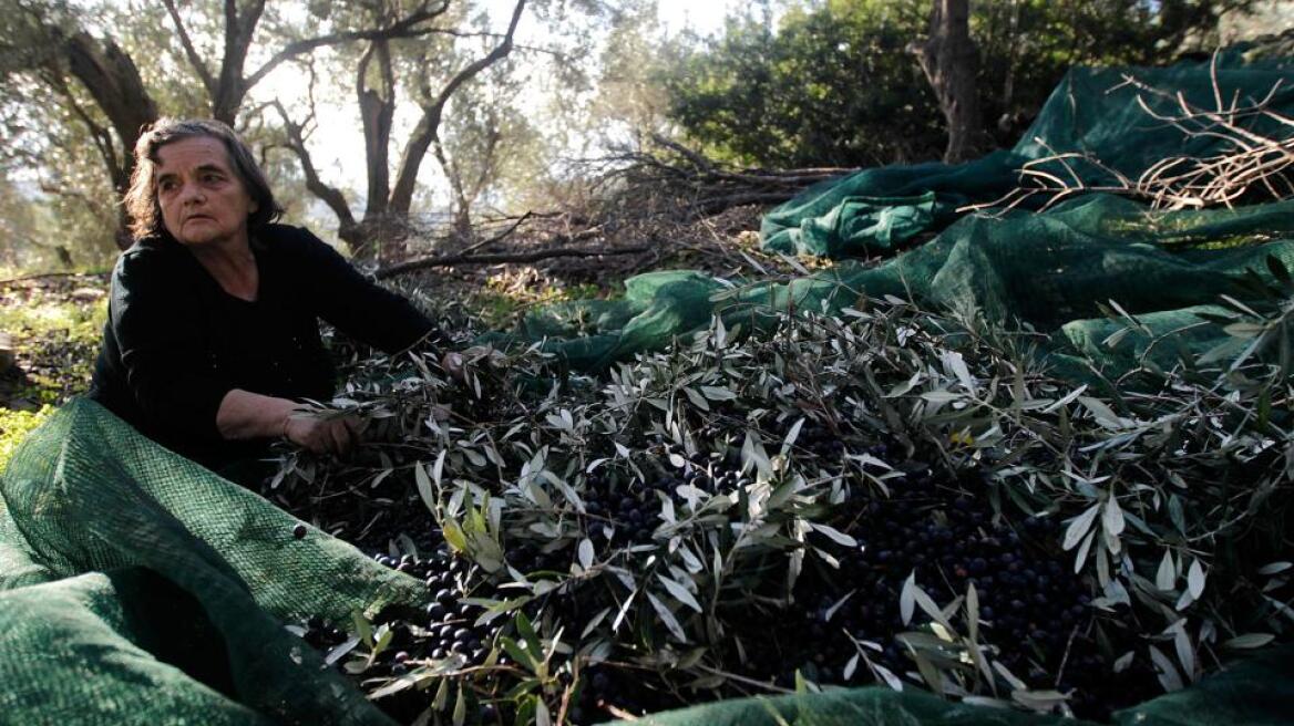 Ηράκλειο: Κλέβουν από ελαιώνες πανιά και μηχανήματα