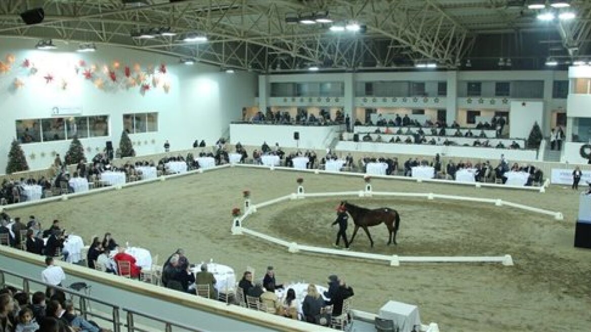 Μεγάλη επιτυχία στη δημοπρασία αλόγων στο Μαρκόπουλο