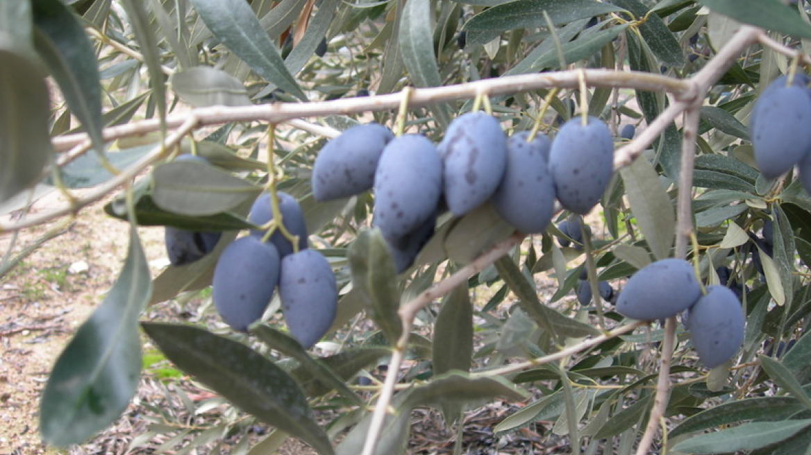 Ρημάζουν τις ελιές για καρπό και καυσόξυλα!