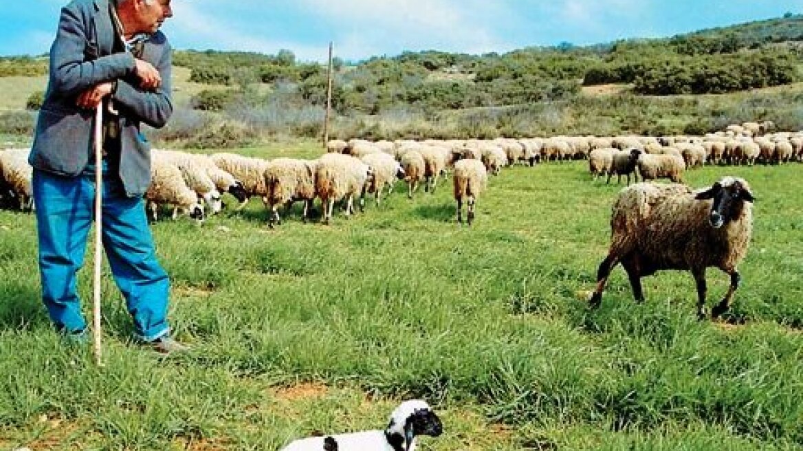 Βόνιτσα: Ζωοκλέφτες «χτύπησαν» πολύτεκνο κτηνοτρόφο