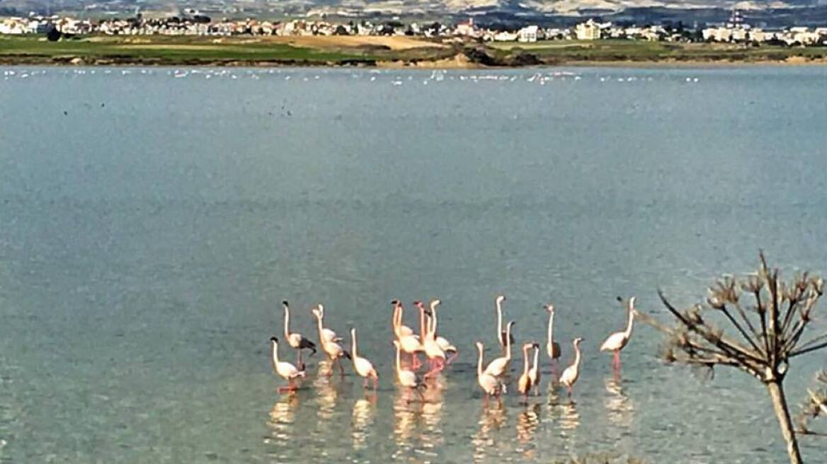 Κατέκλυσαν τη Λάρνακα χιλιάδες φλαμίνγκο!