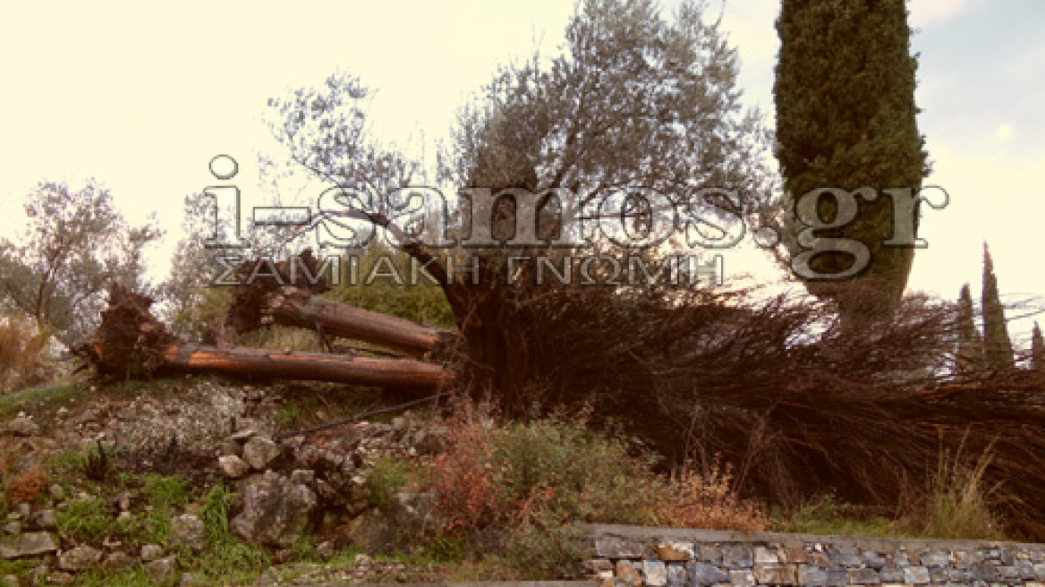 Φωτογραφίες: Ζημιές από τους ισχυρούς ανέμους στη Σάμο