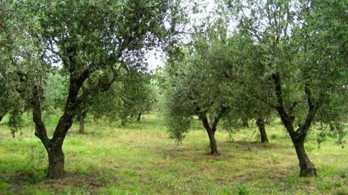 Λασίθι: Ράβδιζε επί μέρες τα ξένα ελαιόδεντρα