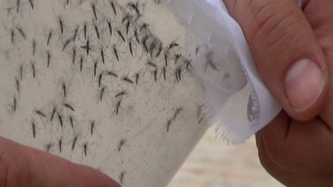 Two cases of Zika virus confirmed in Ireland