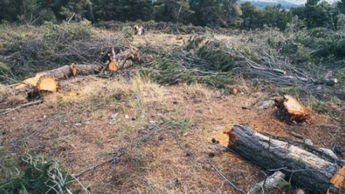 Καστοριά: Λαθροϋλοτόμοι ήρθαν με άλογα από την Αλβανία