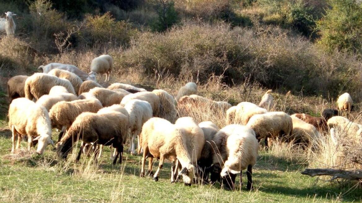 Μεσολόγγι: Έκλεψαν δεκάδες αιγοπρόβατα