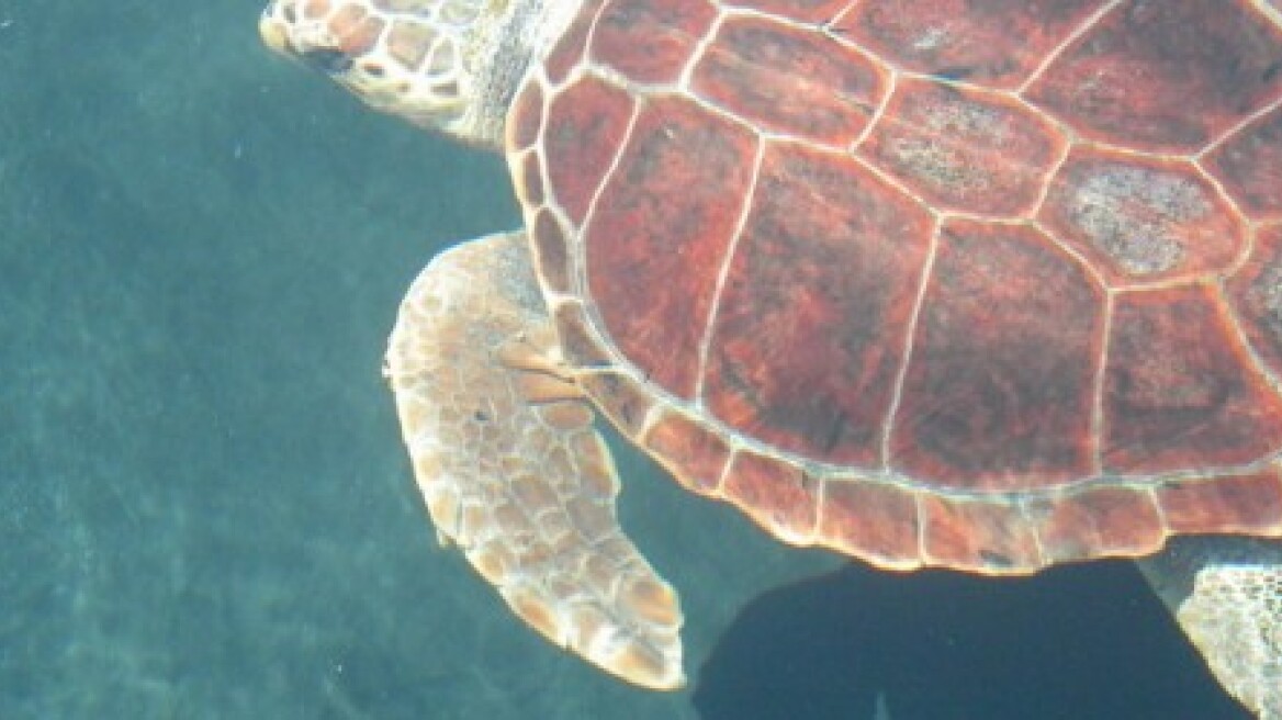 Πρόστιμα σε όσους ενοχλούν… τις χελώνες caretta-caretta