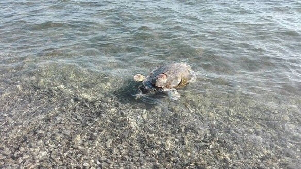 Νεκρή καρέτα-καρέτα σε παραλία της Ναυπάκτου