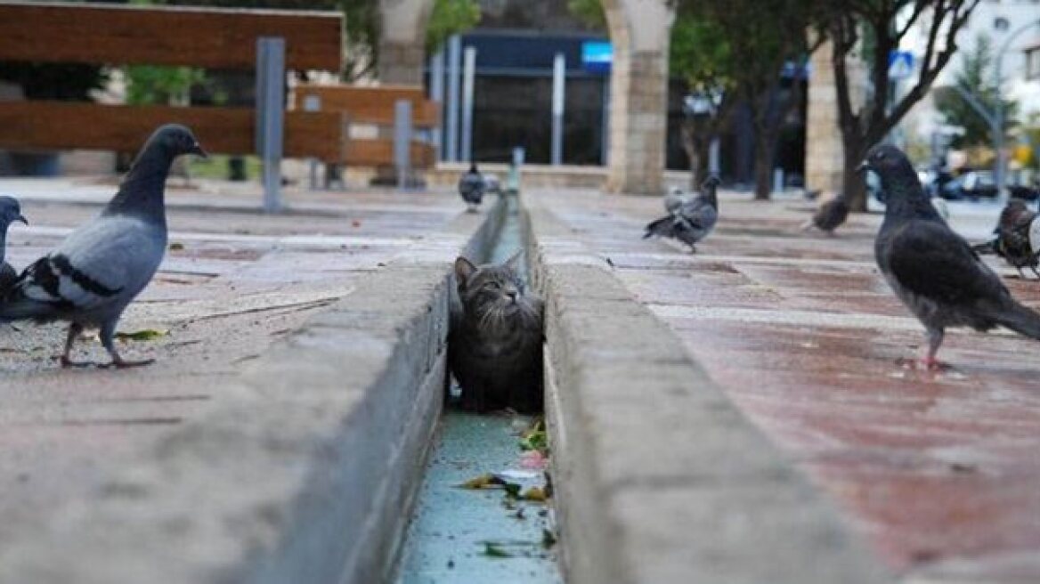 Δυο χρόνια φυλακή και 5.000 ευρώ πρόστιμο στον άνδρα που σκότωσε τη γάτα της γειτόνισσάς του