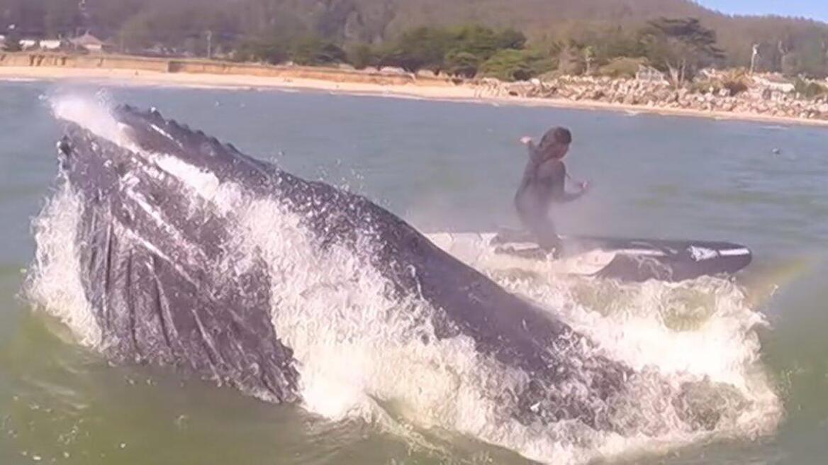 Εντυπωσιακό βίντεο: Παίζει φλάουτο, κάνει paddleboarding και μια φάλαινα υψώνεται μπροστά της