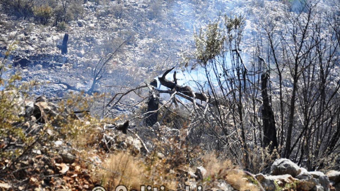 Χίος: Στάχτη έγιναν 35.000 μαστιχόδεντρα