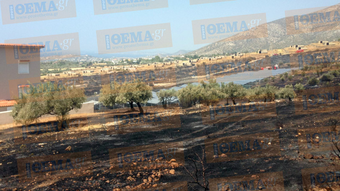 Σε ύφεση η πυρκαγιά στα Καλύβια Αττικής: Κινδύνεψαν σπίτια 