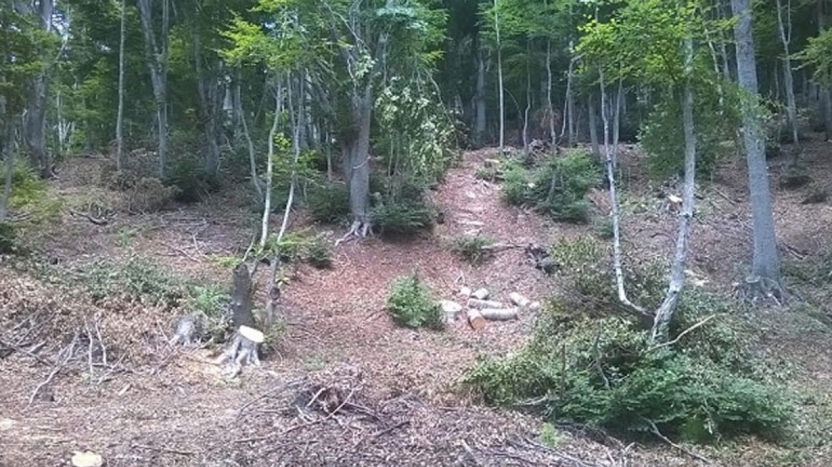 Ρήμαξαν περιοχή Natura στο Πήλιο οι λαθροϋλοτόμοι