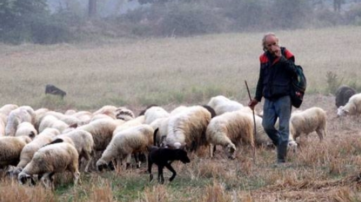 Κρήτη: «Γερή μπάζα» για τους ζωοκλέφτες σε χωριό του Ηρακλείου 