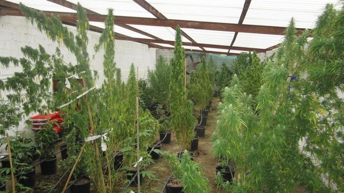 Υδροπονική χασισοφυτεία και δέκα κιλά χασίς στη Λάρισα