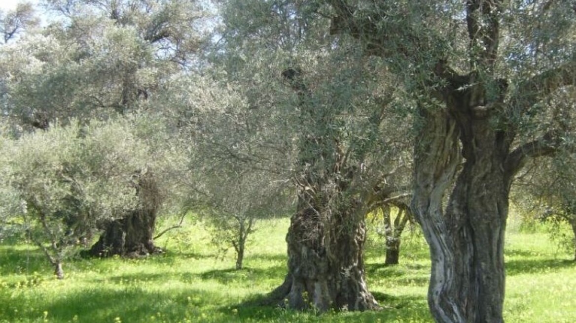 Λέσβος: Μπήκε στο ξένο κτήμα κι έκανε καυσόξυλα τις ελιές!