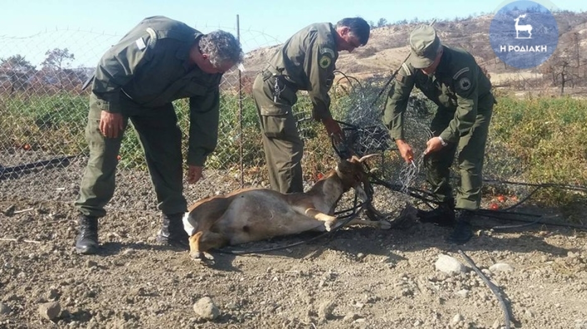 Ρόδος: Νεκρό βρέθηκε αρσενικό ελάφι που μπλέχτηκε σε περίφραξη