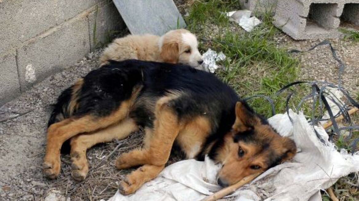 Ηλεία: «Σέρβιραν» φόλες σε αδέσποτα