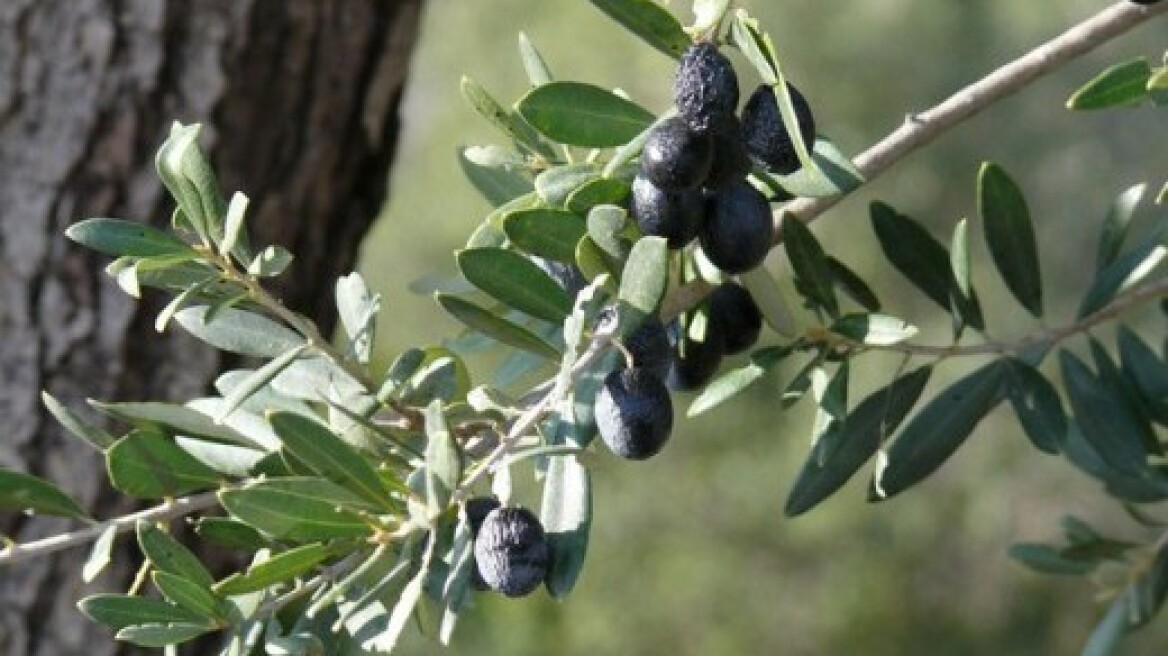 Πόσο φόρο θα πληρώσετε για τα εισοδήματα από τα χωράφια στο χωριό