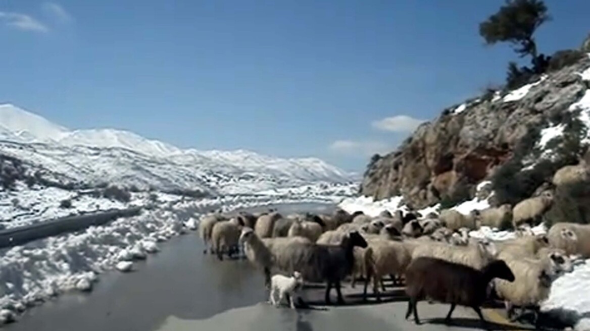 Απεγκλωβίστηκαν οι κτηνοτρόφοι στα ορεινά των Ανωγείων