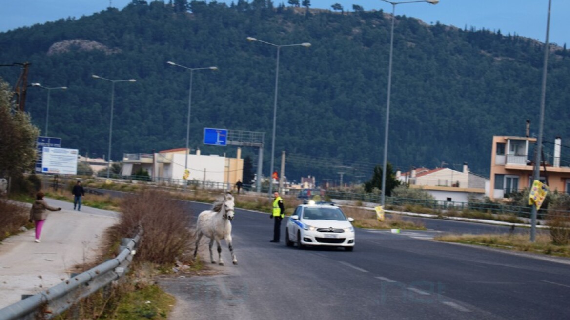 Άλογο προκάλεσε ατύχημα με τέσσερα αυτοκίνητα στη Μεσσηνία