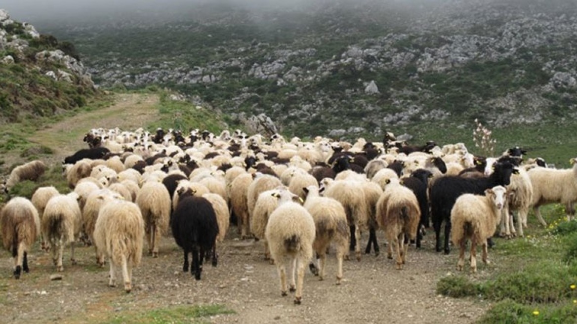 Ζωοκλέφτης με καλάσνικοφ συνελήφθη στο Ρέθυμνο