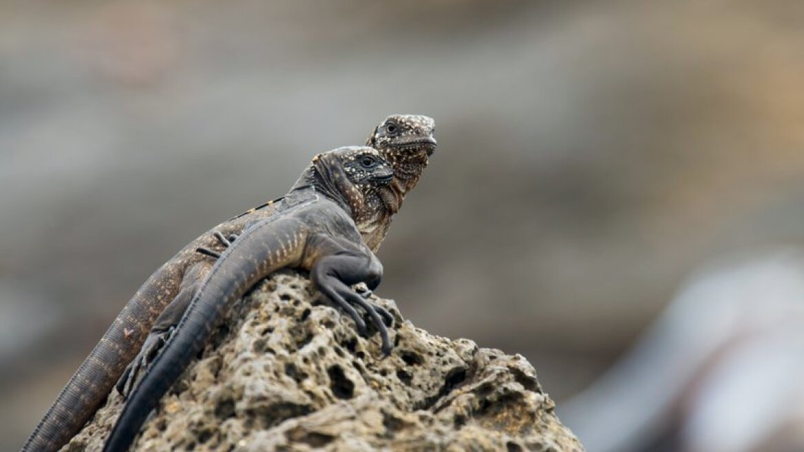 Tο Planet Earth 2 με παρουσιαστή τον θρυλικό σερ Ντέιβιντ Ατένμπορο «κατακτά» και τις ΗΠΑ