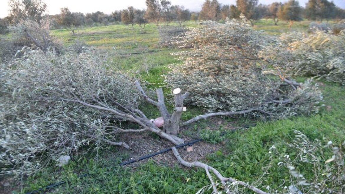 Κρήτη: Του έκανε παρατήρηση και... του έκοψε τις ελιές από τη ρίζα!