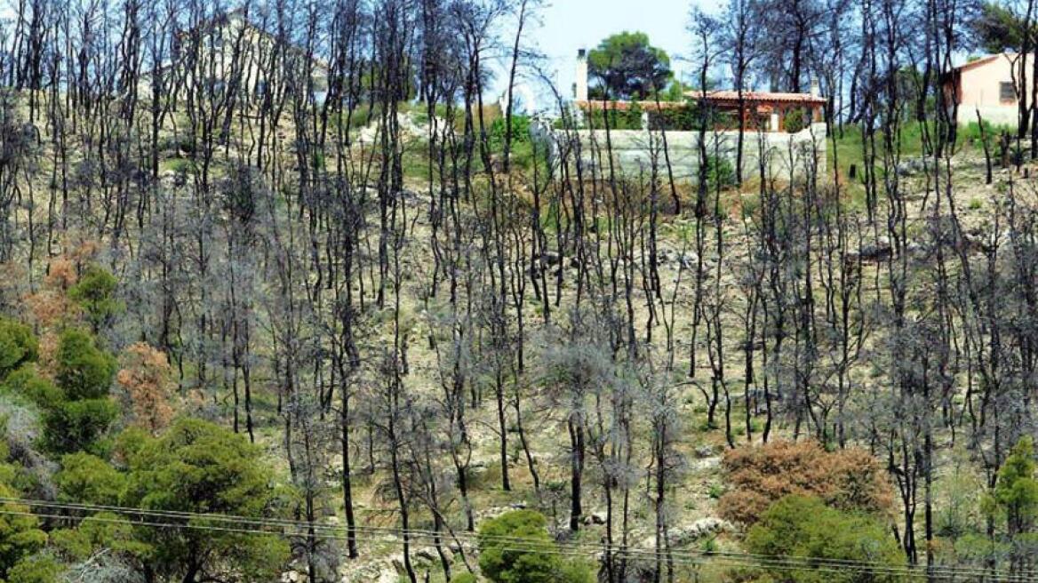 Ανακαλείται η απόφαση κήρυξης αναδασωτέων εκτάσεων στα καμένα