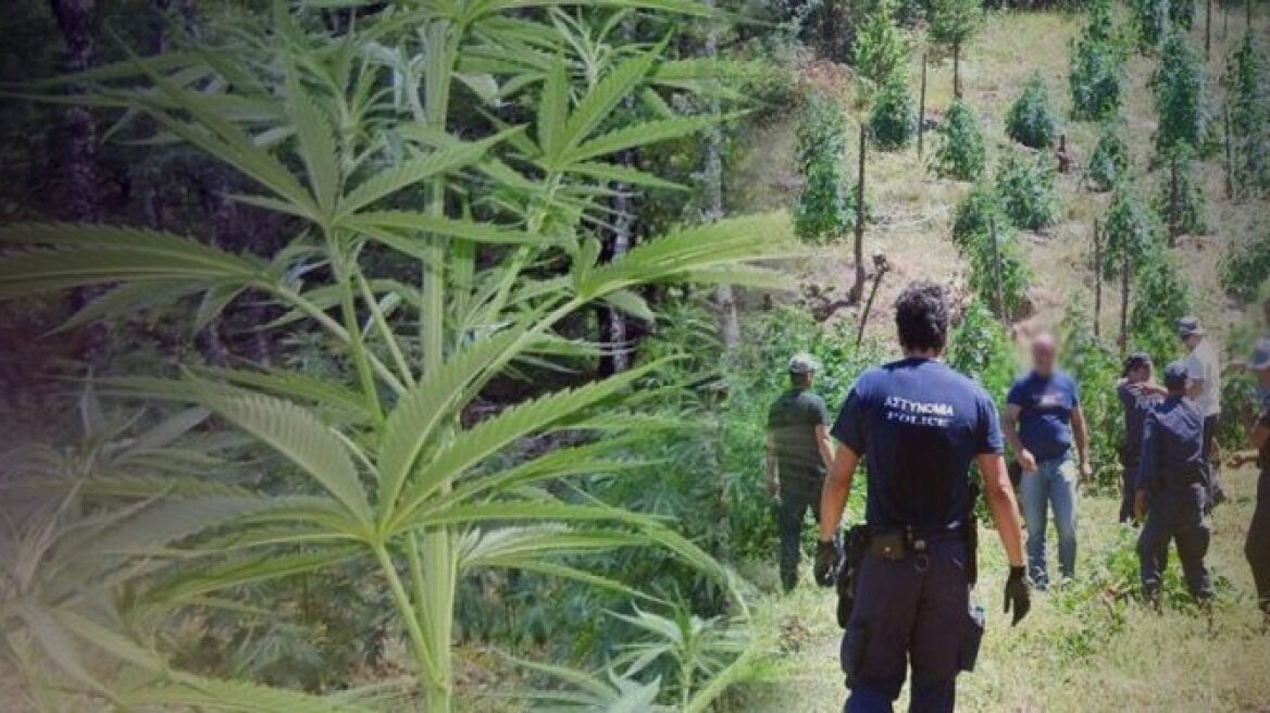 Συνελήφθη ένας καλλιεργητής γιγάντιας χασισοφυτείας στο Ρέθυμνο