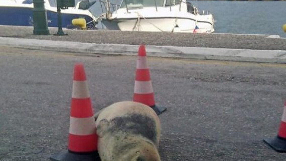 Πυροβόλησαν και σκότωσαν τον «Θεοδόση», την φώκια-μασκότ της Ίου