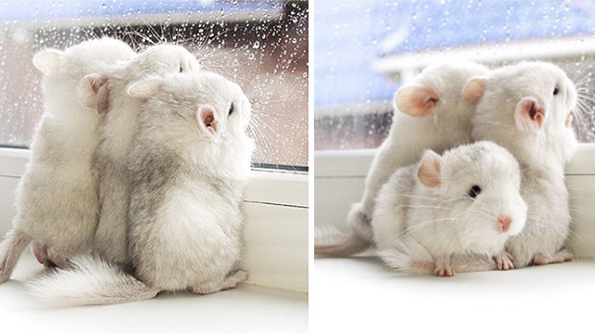 Super-cute baby Chinchillas you won’t believe are real! (PHOTOS)