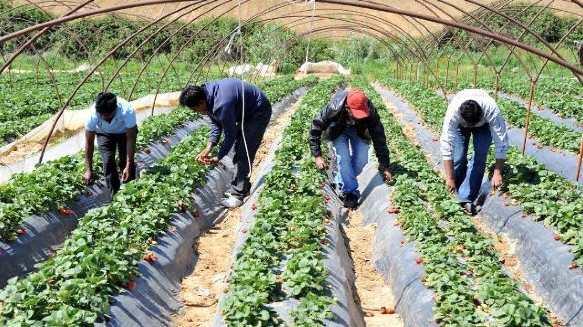 Απόφαση κόλαφος κατά της Ελλάδας για «καταναγκαστική εργασία στις φυτείες φράουλας στη Μανωλάδα»