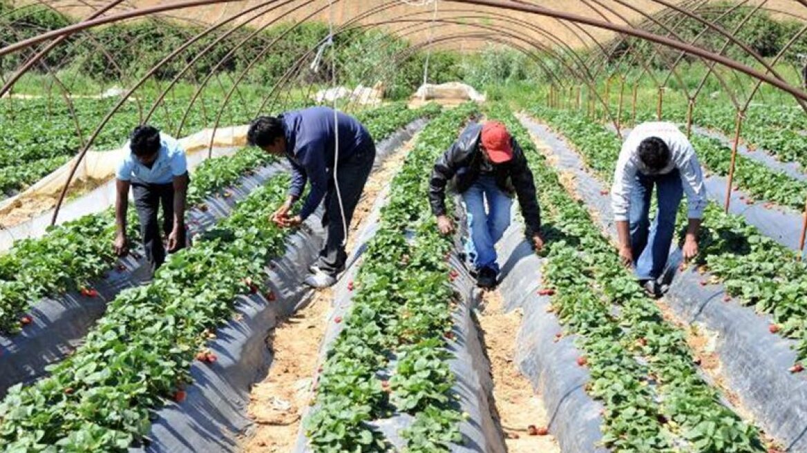 Υπόθεση Μανωλάδα: Άμεσες αλλαγές στην καταναγκαστική εργασία, ζητεί η Ένωση για τα Δικαιώματα του Ανθρώπου