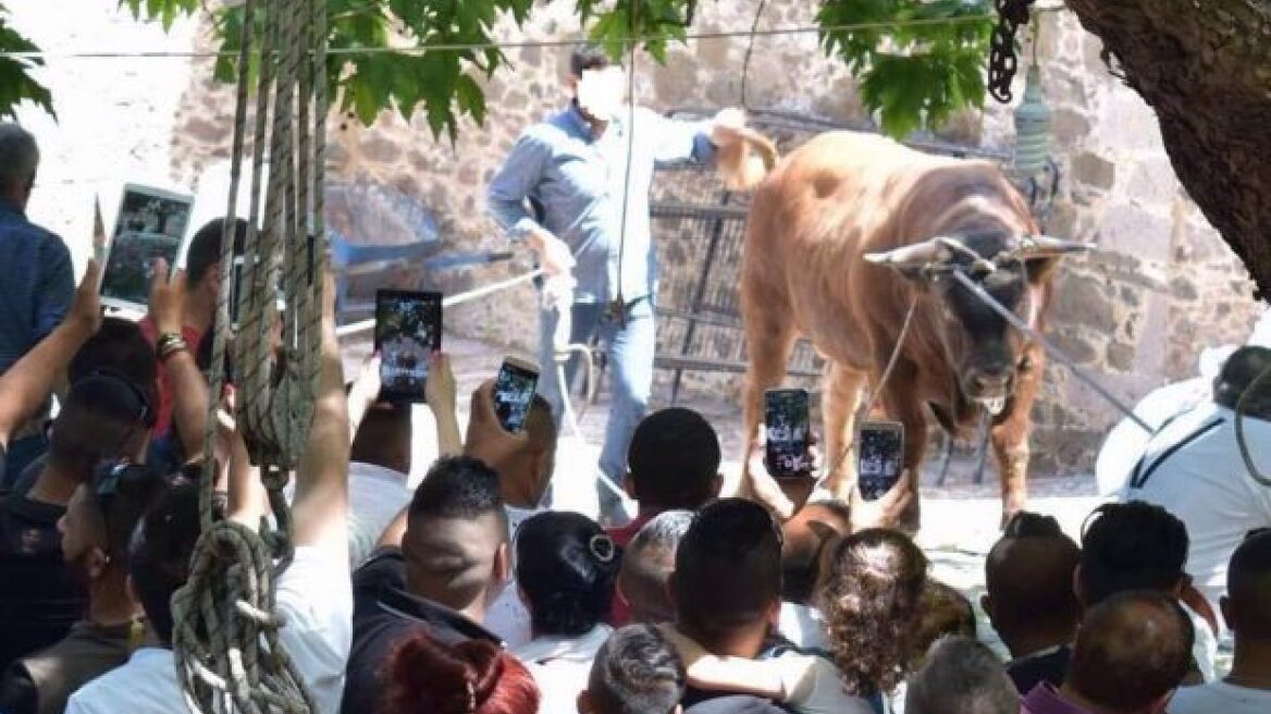 Λέσβος: Οργισμένες αντιδράσεις για βάρβαρο έθιμο δημόσιας σφαγής ταύρου