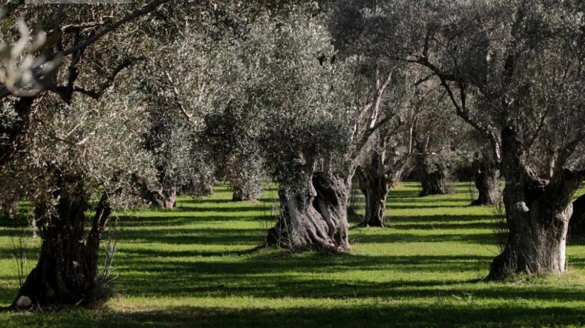 Περιφέρεια Λέσβου: Προσλαμβάνει 68 εποχικούς υπαλλήλους για τον δάκο