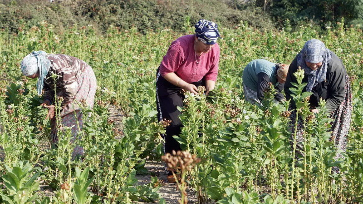 Στην Ελλάδα του 23% ανεργίας, δεν υπάρχουν εργάτες για τα καπνοχώραφα στη Θράκη