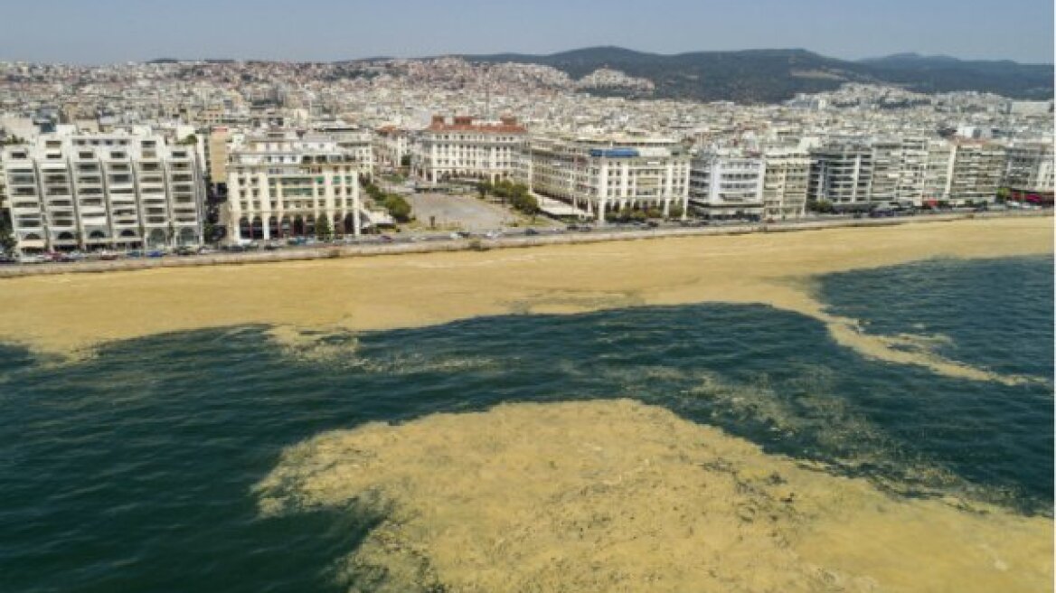 Το... απολαυστικό βίντεο του Γιάννη Σερβετά για το φυτοπλαγκτόν στον Θερμαϊκό