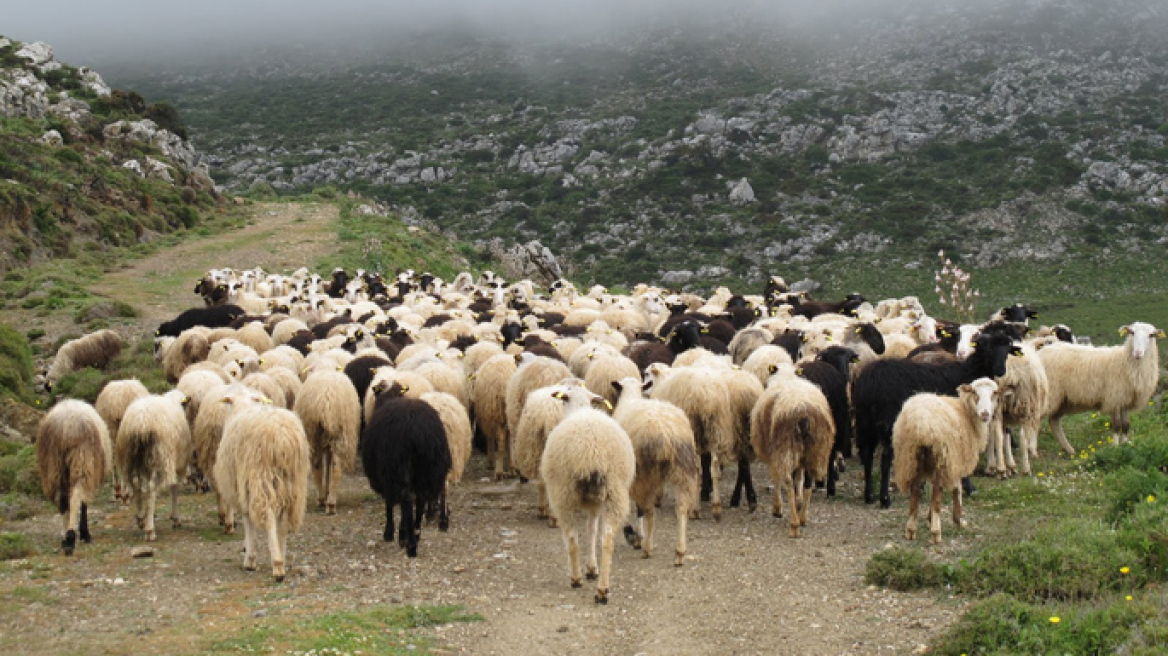 Κρήτη: Βρήκαν το κοπάδι, αλλά έχασαν τον ζωοκλέφτη