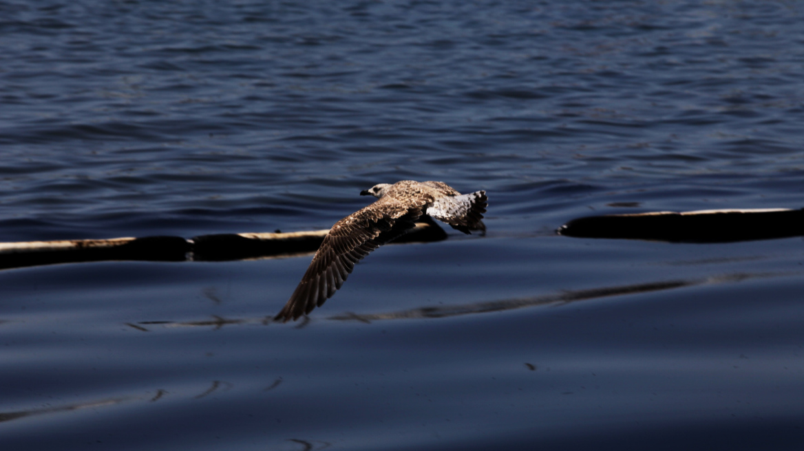 Το WWF υποβάλλει μήνυση για τη ρύπανση στον Σαρωνικό